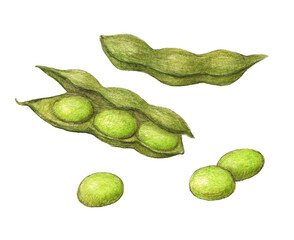 枝豆　水彩色鉛筆野菜イラスト