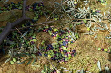 Harvesting on burlap net of ripe black and green organic olives on farm plantation in autumn, Italy