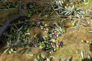 Fototapeta na wymiar Harvesting on burlap net of ripe black and green organic olives on farm plantation in autumn, Italy