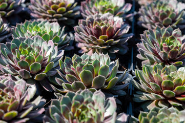Fototapeta premium Variety of sempervivum succulent plants for garden landscape design