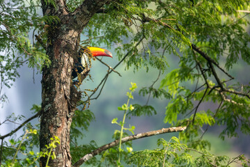 toucan on a tree branch in the wild