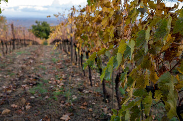 Autumn on vineyards near wine making town Montalcino, Tuscany, rows of grape plants after harvest, Italy