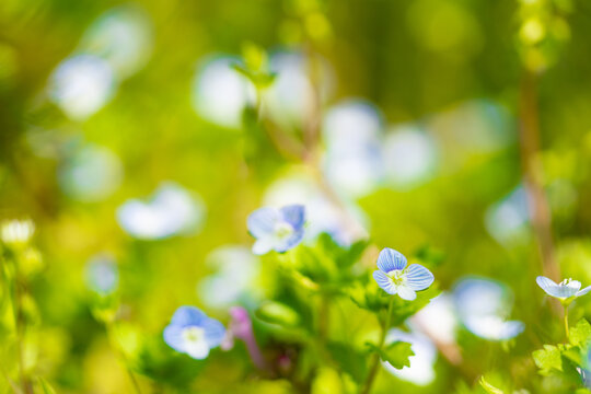 イヌノフグリ Images Browse 68 Stock Photos Vectors And Video Adobe Stock