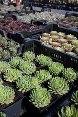 Variety of sempervivum succulent plants for garden landscape design
