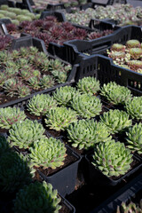 Variety of sempervivum succulent plants for garden landscape design