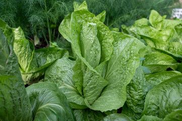 Healthy food, green leaf lettuce salad growing in eco garden