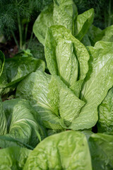 Healthy food, green leaf lettuce salad growing in eco garden