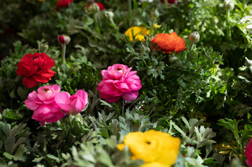 Colorful spring ranunculus flowers in pots for sale in garden shop