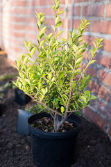 Garden reconstruction works in progress, new plants ready for planting in spring