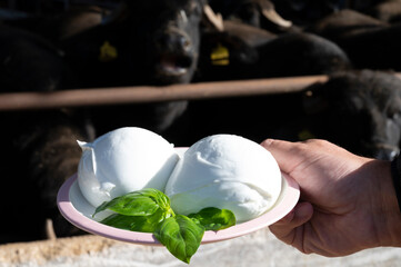 White balls of Italian soft cheese Mozzarella di Bufala Campana and Mediterrane Italiana buffalo raised on Italian cheese farm for production of buffalo milk on backgroud