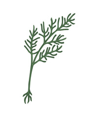 Vector isolated element. Dill. Herbaceous plant. Gardening. Springtime. Color image on a white background. The print is used for packaging design.