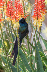 Green Wood-hoopoe feeding on nectar on an Aloe plant, South Africa