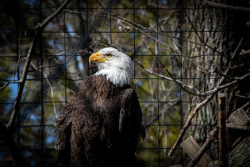 american bald eagle