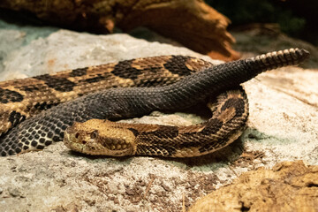 rattlesnake on a rock