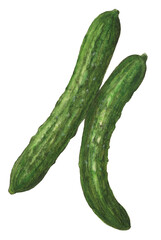 きゅうり2本　水彩色鉛筆水彩イラスト