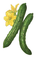 きゅうり　きゅうりの花　水彩色鉛筆野菜イラスト
