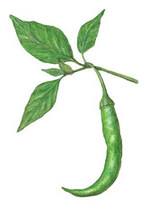 葉付き青とうがらし　水彩色鉛筆野菜イラスト