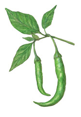 葉付き青とうがらし　水彩色鉛筆野菜イラスト