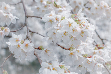closeup of white cherry blossoms on tree branch in the spring