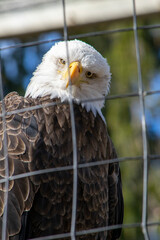 American Bald Eagle