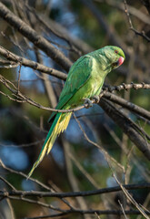 Rose-ringed Parakeet, South Africa