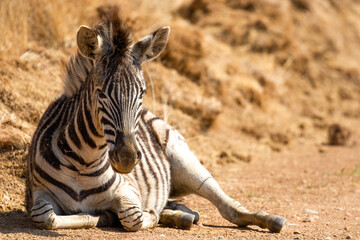 Fototapeta na wymiar Plains Zebra foal, Kruger National Park