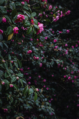 pink Camellia blossoms with lush green foliage
