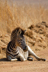 Plains Zebra foal, Kruger National Park