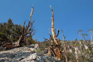 Ancient Bristlecone Pine Forest - Inyo National Forest