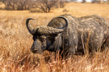 African buffalo, Kruger National Park