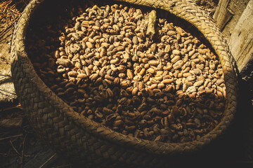 Semillas en tenate de palma