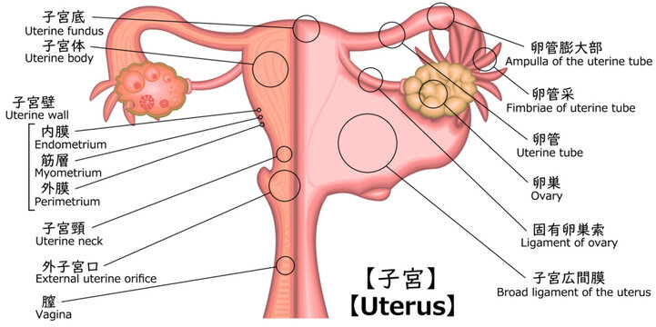 卵管采 Images Browse 71 Stock Photos Vectors And Video Adobe Stock