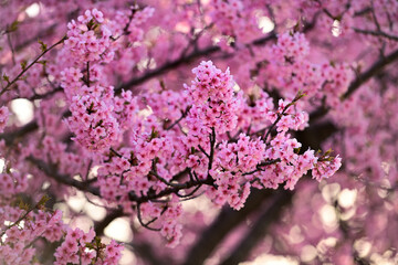 乙川の河津桜