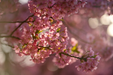 乙川の河津桜