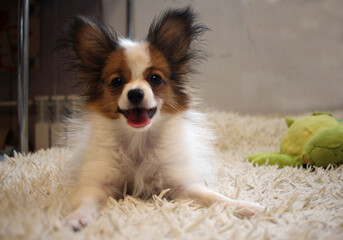 dog small animal fluffy pet decorative smiling