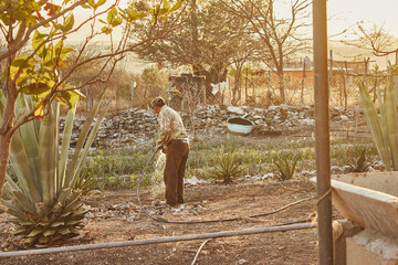 Ancient palenque of Oaxacan Mezcal. Agave, maguey