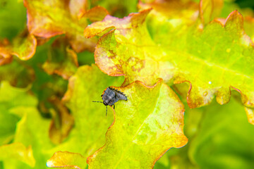 black and scary dead beetle larva or Aclypea opaca feeding on lettuce leaves