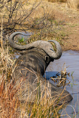 African buffalo, Kruger National Park