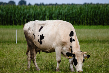 cow in a field