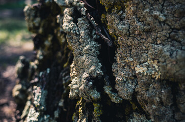 Tree with lichen