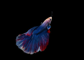 Betta fish, siamese fighting fish, betta splendens isolated on black background