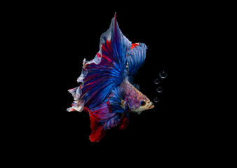 Betta fish, siamese fighting fish, betta splendens isolated on black background