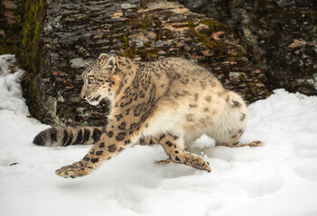 Snow Leopard