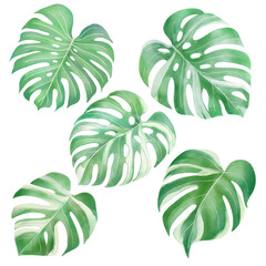 Fototapeta na wymiar Green monstera leaf watercolor style