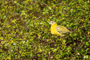 Yellow footed green pigeon or yellow legged green pigeon bird on Jujube or ber fruit tree at...