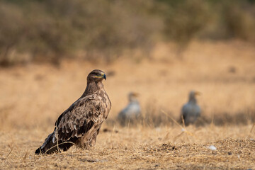 Steppe eagle or Aquila nipalensis portrait a winter migrator bird perched on ground near animal carcass dumping area or site of Jorbeer Conservation Reserve bikaner rajasthan india asia