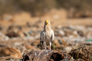 Egyptian vulture or Neophron percnopterus portrait perched on carcass during winter migration at animal dump yard site or jorbeer conservation reserve bikaner rajasthan india asia