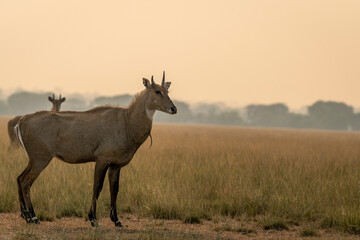 Naklejka na ściany i meble male nilgai or blue bull or Boselaphus tragocamelus a Largest Asian antelope side profile in open field or grassland in golden hour light at tal chhapar sanctuary rajasthan india