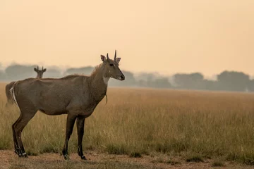  male nilgai or blue bull or Boselaphus tragocamelus a Largest Asian antelope side profile in open field or grassland in golden hour light at tal chhapar sanctuary rajasthan india © Sourabh