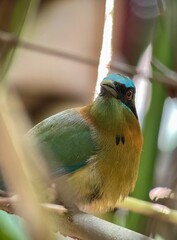 Costa Rica bird 